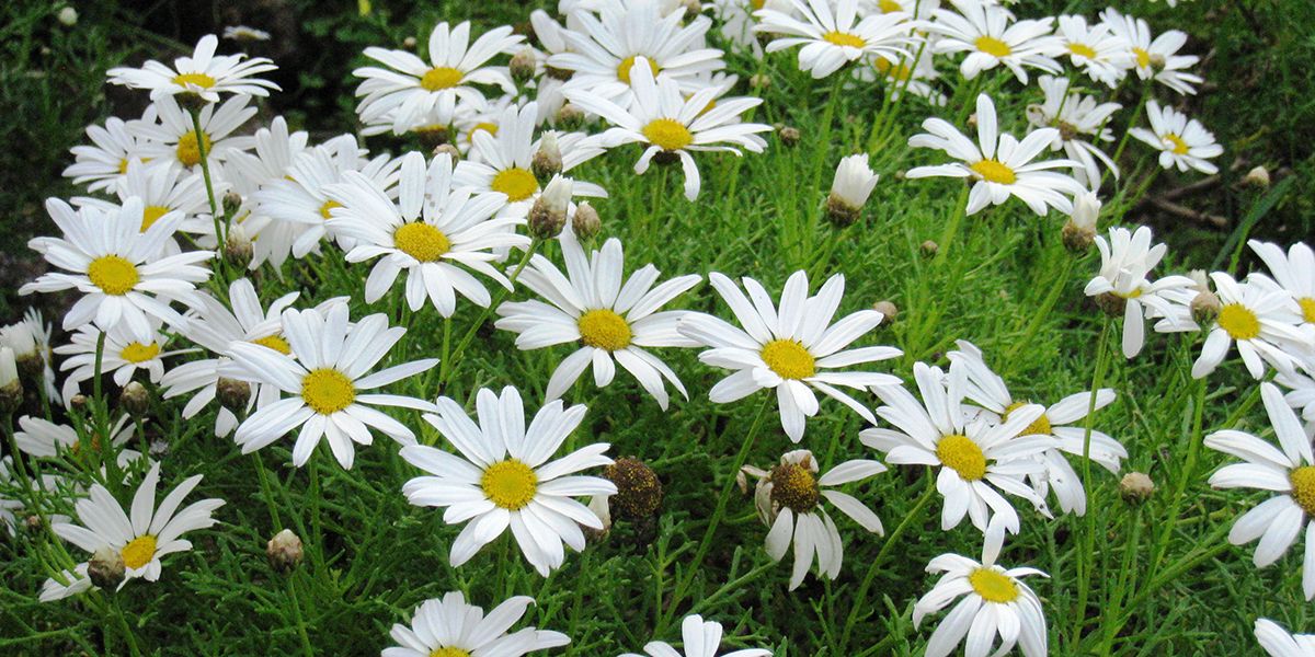 Anthémis (Argyranthemum frutescens), la marguerite des Canaries