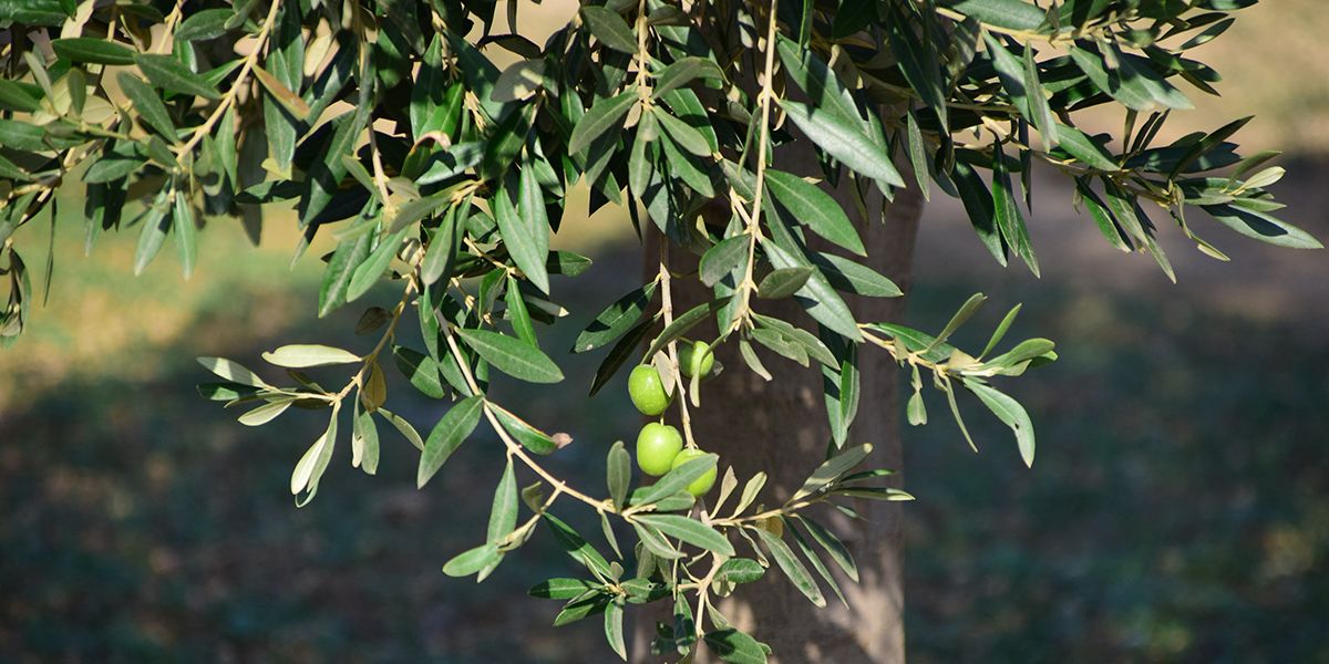 L'olivier : un arbre emblématique du bassin méditerranéen