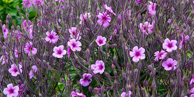 Le géranium de Madère : une étoile flamboyante des jardins