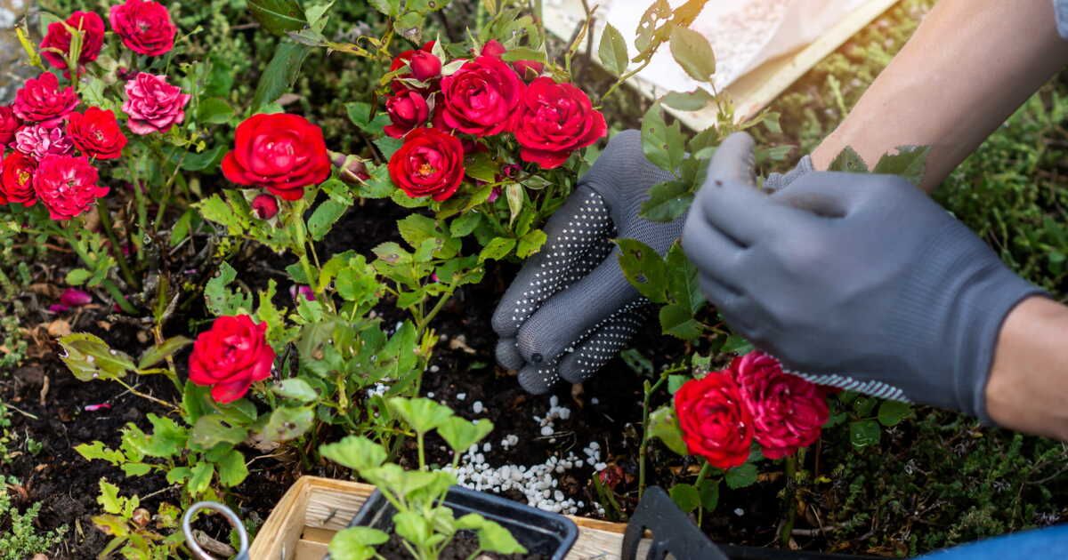 Boostez la croissance de vos plantes avec une fertilisation adaptée