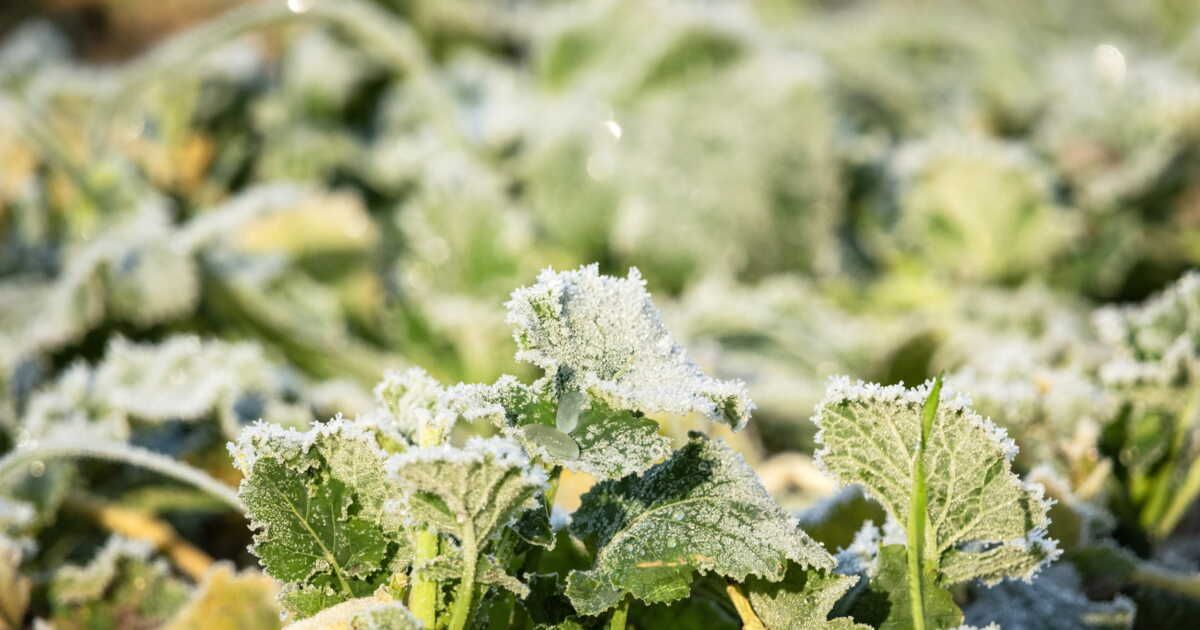 Protégez vos plantes des gelées hivernales