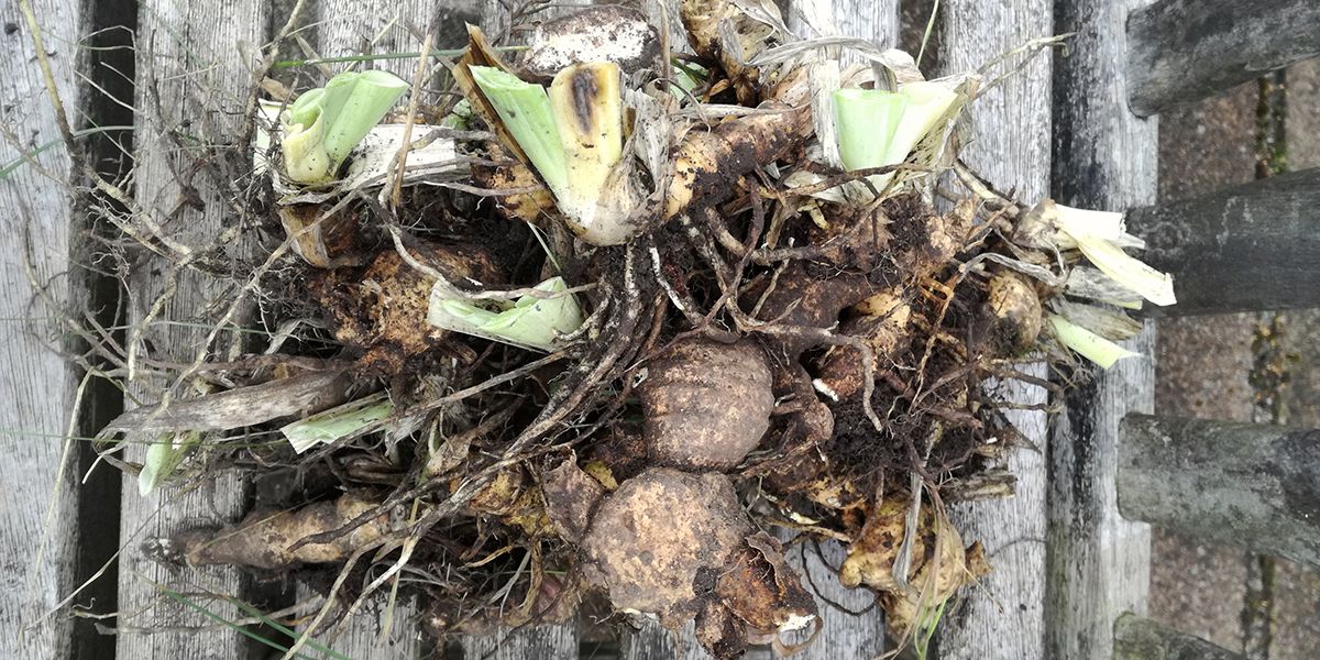 Redonnez vie à vos iris : le guide pour une division réussie