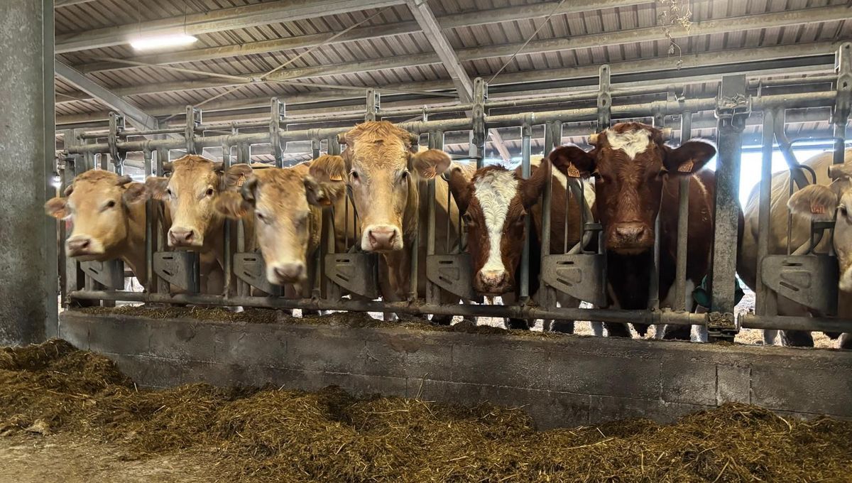 Toulouse relance la demande pour une viande 100% locale dans ses cantines