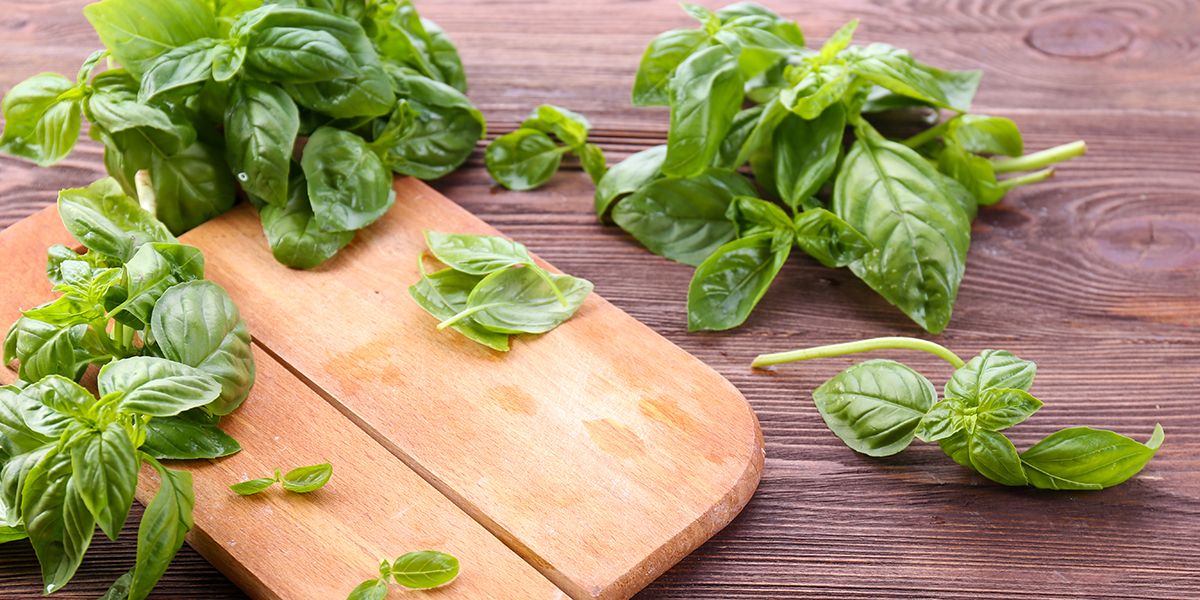 Le basilic : récolte et astuces de conservation pour une saveur à l'année