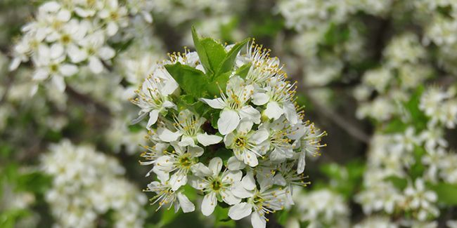 Le cerisier de Sainte-Lucie : un trésor du jardin