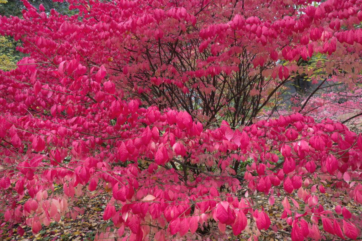 Plantes d'automne : sublimez votre jardin avec des couleurs éclatantes