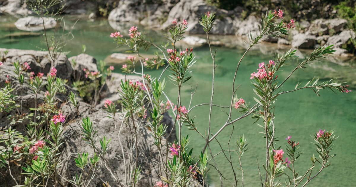 Peut-on cultiver un laurier-rose en dehors du sud de la France ?