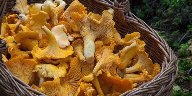 Le champignon du gourmet : comment reconnaître et cuisiner la girolle ?