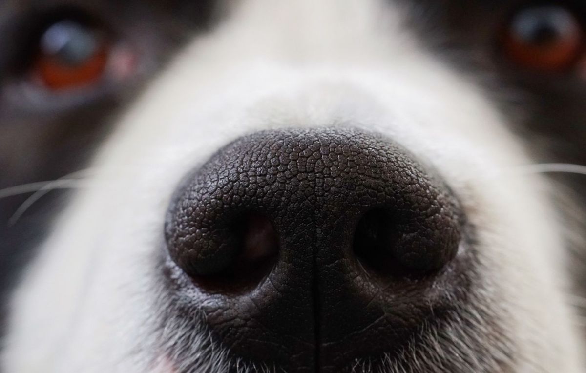 tragédie en italie : la mort d'un petit chien suscite l'indignation