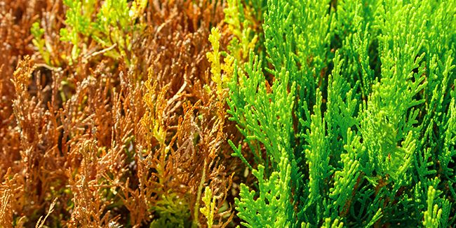 Les conifères en détresse : comprendre et prévenir le brunissement