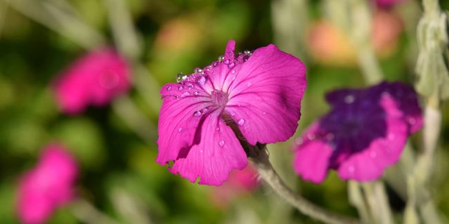À la découverte de la coquelourde des jardins