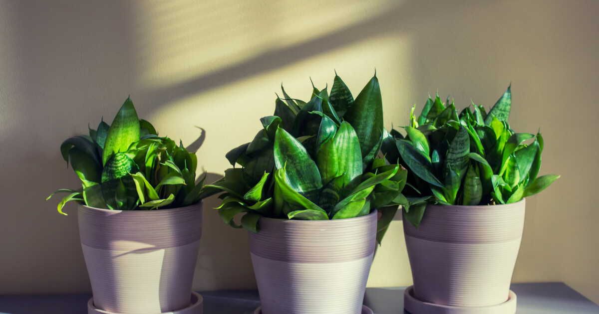 Cinq plantes idéales pour les novices en jardinage