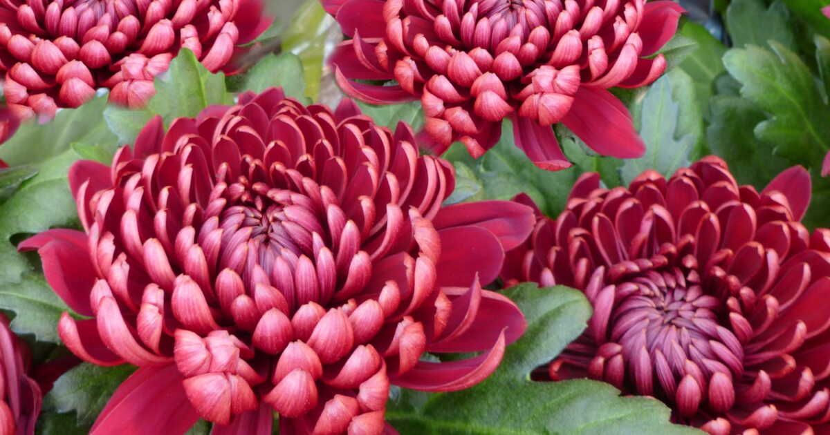 Zoom sur le chrysanthème, une fleur d'automne : son origine, ses variétés