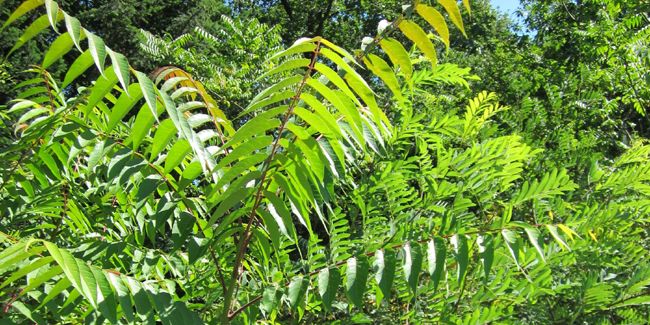 L'ailante, un arbre envahissant à découvrir