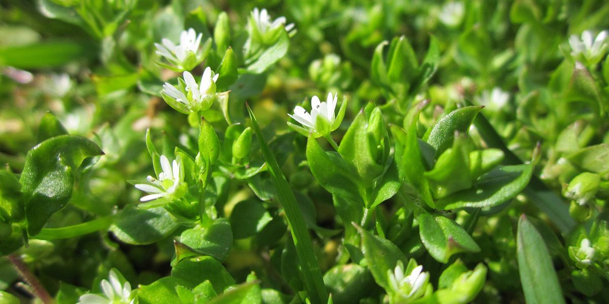 Démystifier le mouron : une mauvaise herbe aux multiples facettes