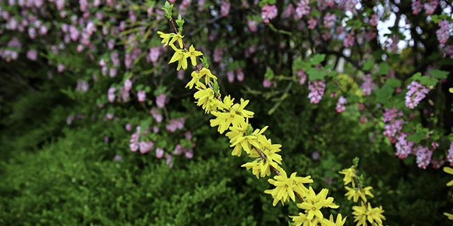 découvrez les arbustes à croissance rapide pour une haie éblouissante