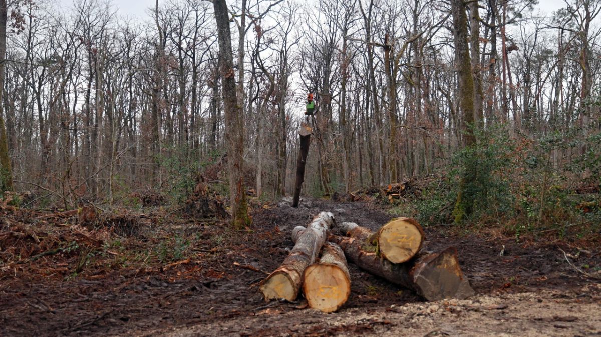 Indre-et-Loire : trois exploitants condamnés pour coupes illégales de forêts