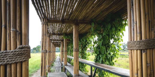 Le bambou dans la construction : atouts et limites