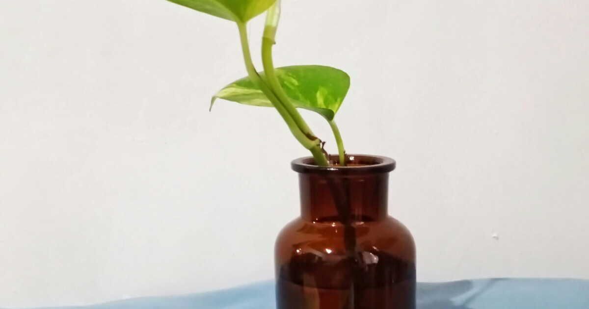 Cultiver la patate douce : évitez cette erreur fréquente