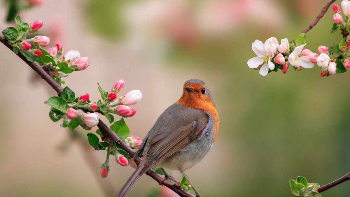 Les bienfaits insoupçonnés de l'observation des oiseaux sur notre santé