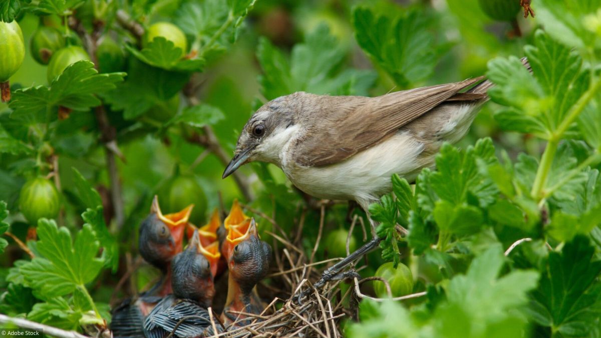 Oisillons tombés du nid : que faire pour les aider ?