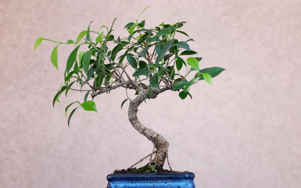 que faire si votre bonsaï perd ses feuilles : gestes rapides pour le sauver