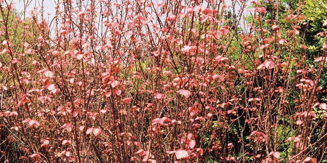 Alchornea davidii, l'arbuste au feuillage rose qui transforme le jardin