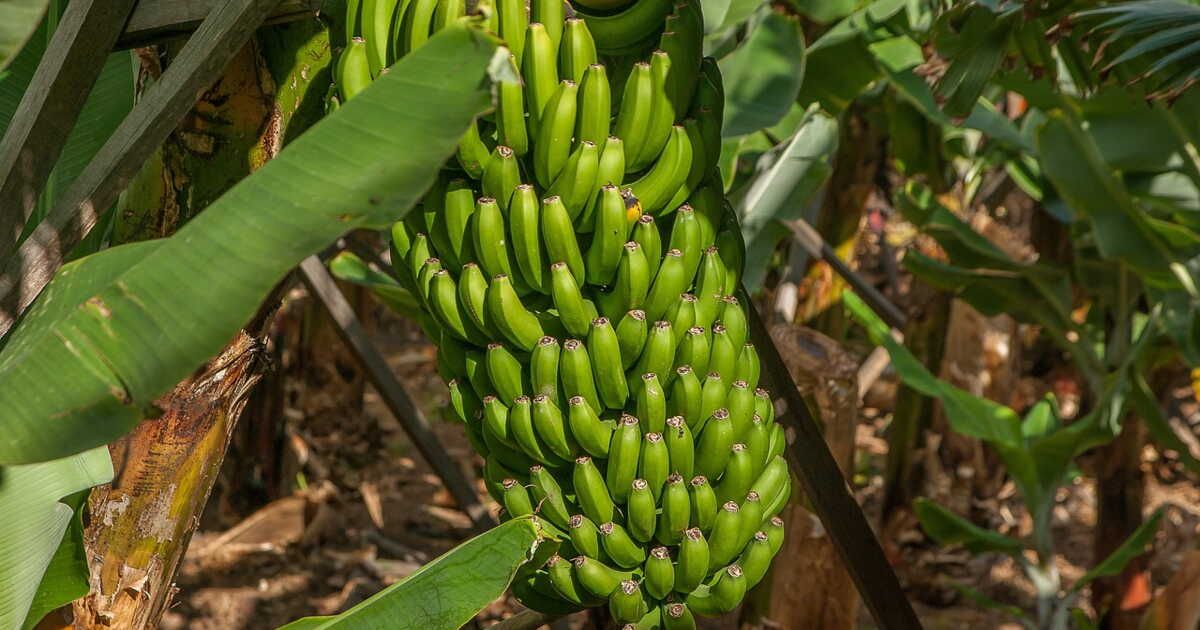 planter un bananier en pleine terre : mode d'emploi pour le réussir