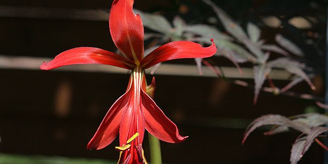 L'éblouissant lis de Saint Jacques, la fleur rouge qui fascine