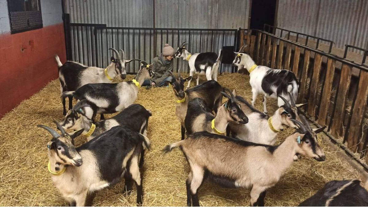 « Si ces races disparaissent, on ne pourra pas les recréer » : le combat des associations pour sauver ce patrimoine en Centre-Val de Loire