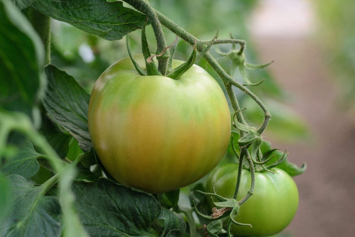 Tomates récalcitrantes : découvrez le secret d'une maturation réussie
