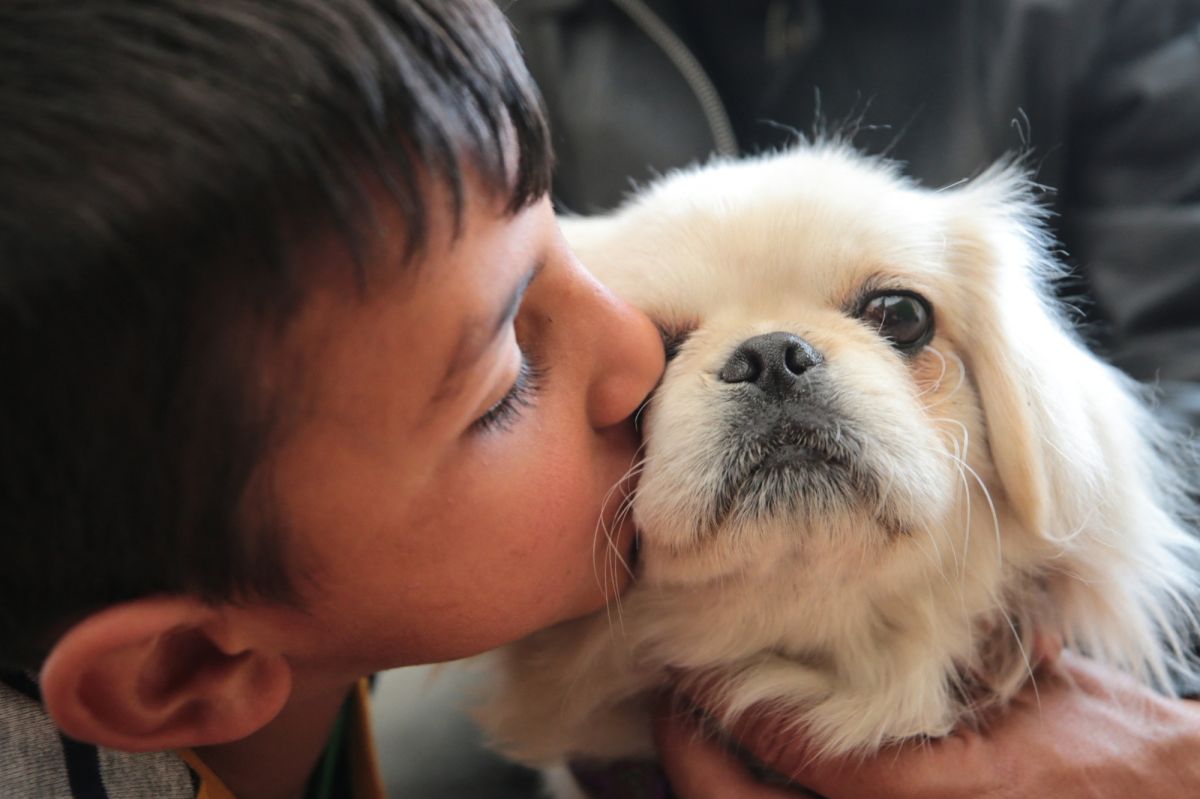 Pourquoi caresser les chiens des autres peut être anxiogène