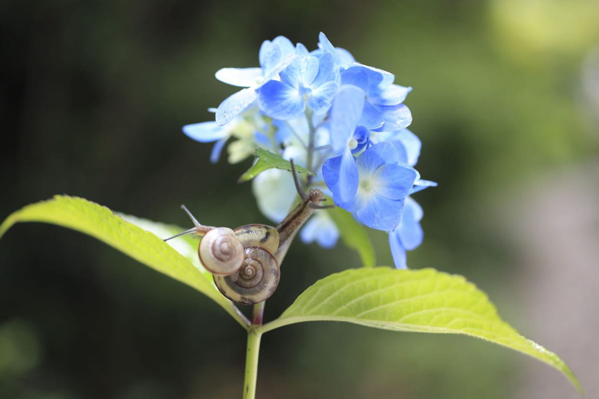 Lutter contre les limaces et escargots au naturel