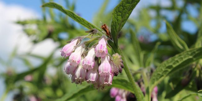 La grande consoude : caractéristiques et vertus