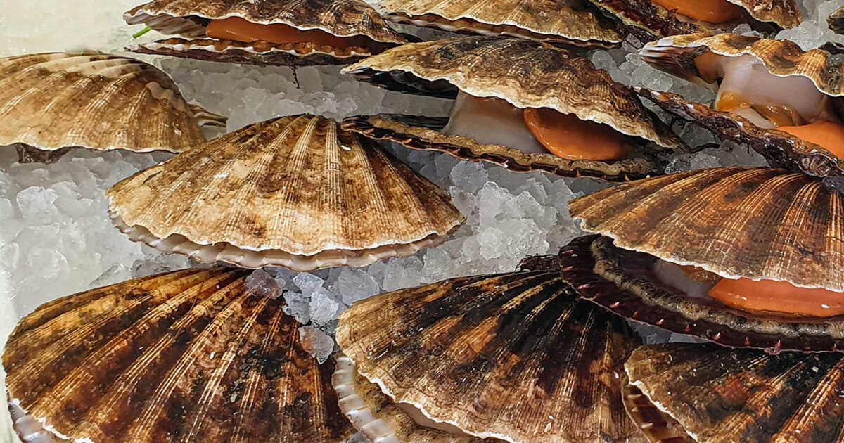 Découverte des coquilles Saint-Jacques de Normandie