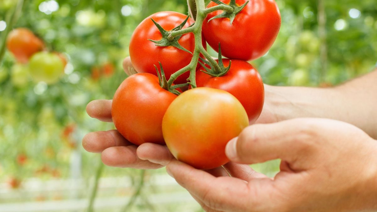 Le mildiou : astuces de grand-mère pour sauver vos tomates