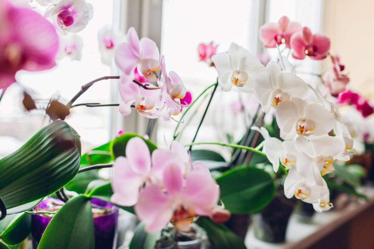 Découvrez comment faire fleurir vos orchidées plus souvent