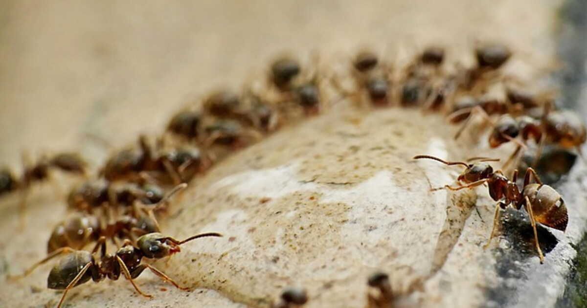 la solution idéale pour éloigner les insectes sans produits chimiques