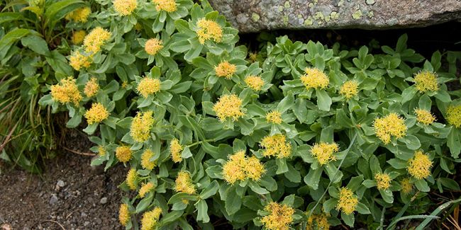 découvrez les bienfaits insoupçonnés de la rhodiole