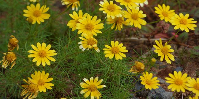Étoile filante : une danse de fleurs jaunes