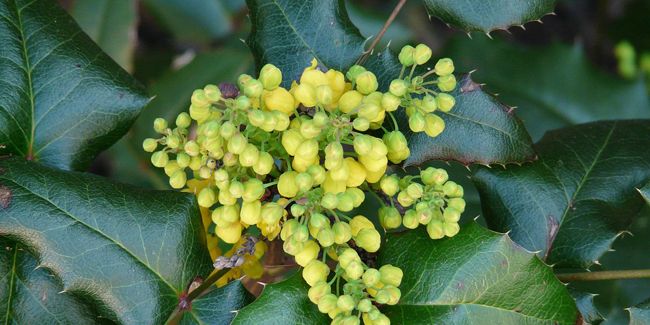Mahonia : l'arbuste au charme hivernal