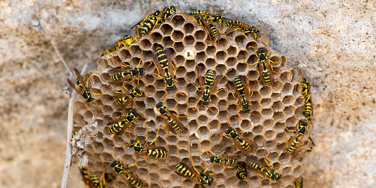 Détruire un nid de guêpes sans risque : 5 astuces essentielles à connaître