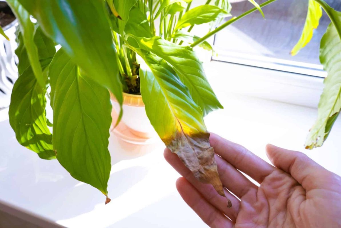 Que faire face au brunissement des feuilles de vos plantes d'intérieur ?