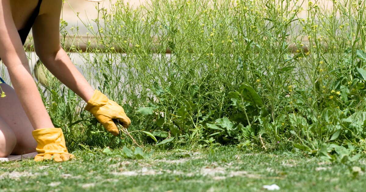 Mauvaises herbes : ces alliées inattendues du jardin