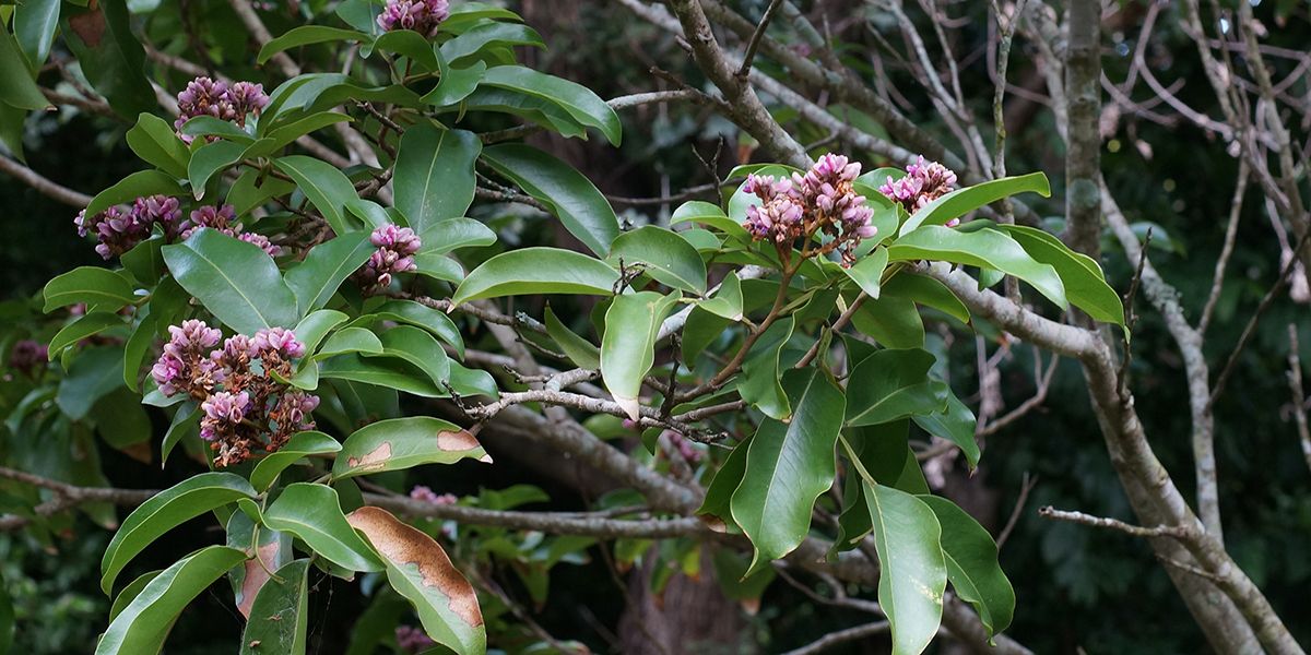 Fève Tonka (Dipteryx odorata), graines du coumarou