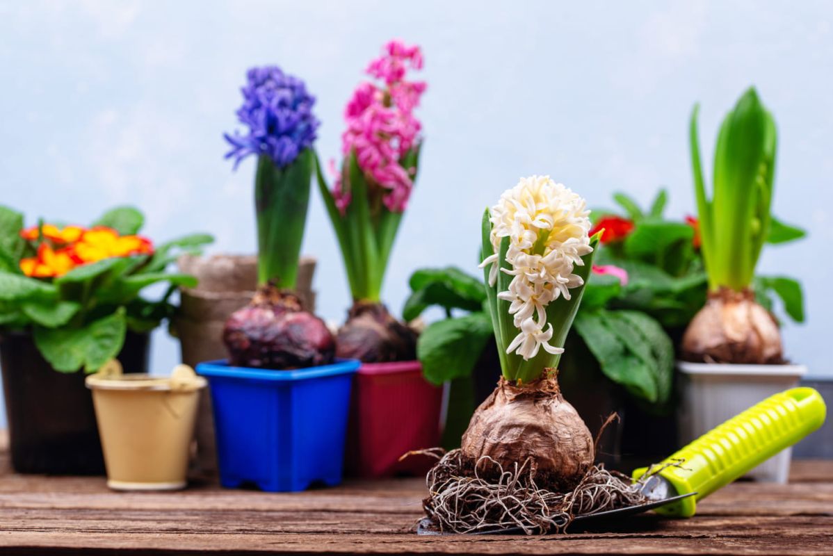 Des jacinthes aux tulipes : faites fleurir votre hiver grâce au forçage des bulbes