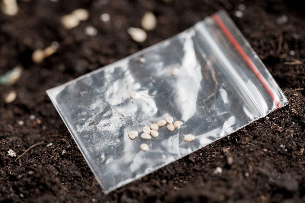 Vérifiez la viabilité de vos graines en quelques minutes