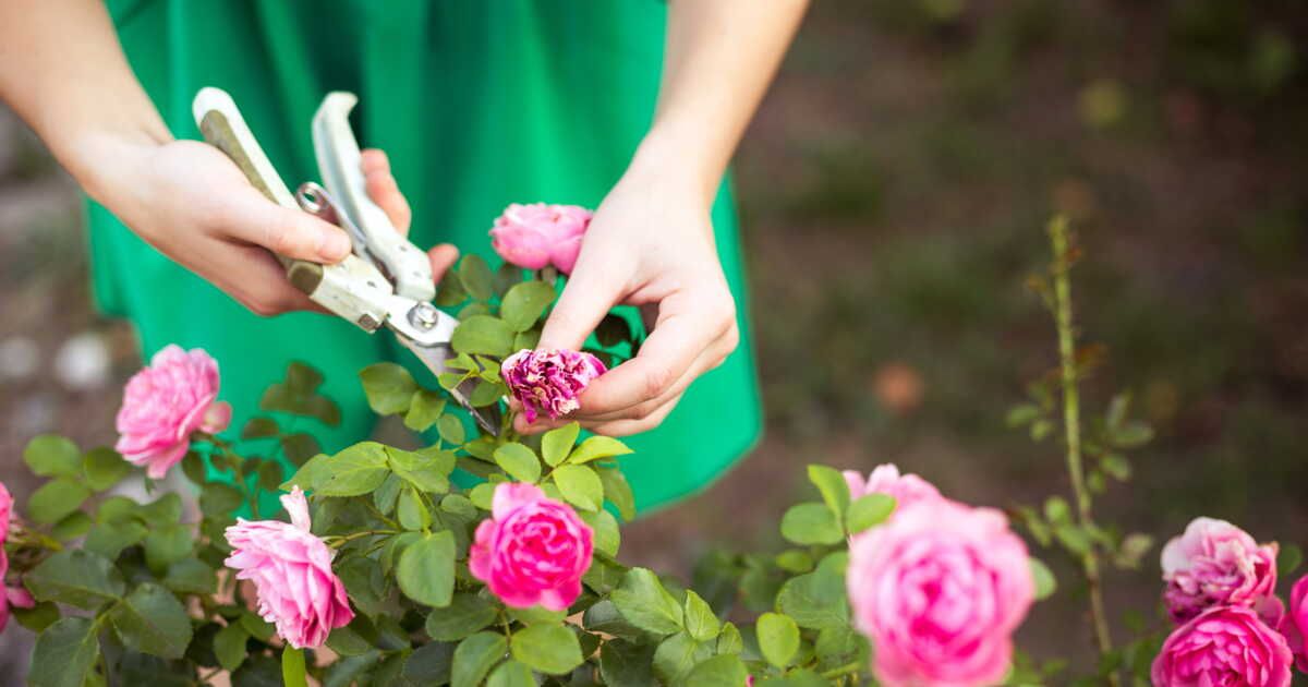 Les secrets de la bouture de rosier : guide pratique