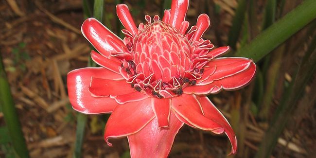 La rose de porcelaine : une touche d'exotisme dans votre intérieur