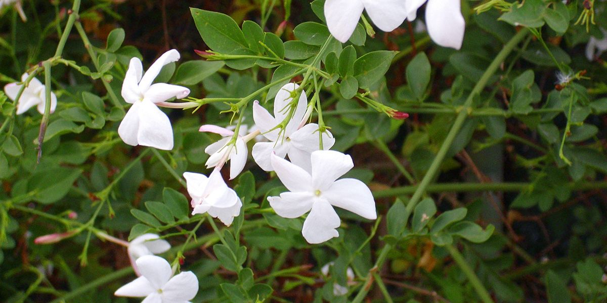 Le jasmin blanc : symbole de douceur et de bien-être